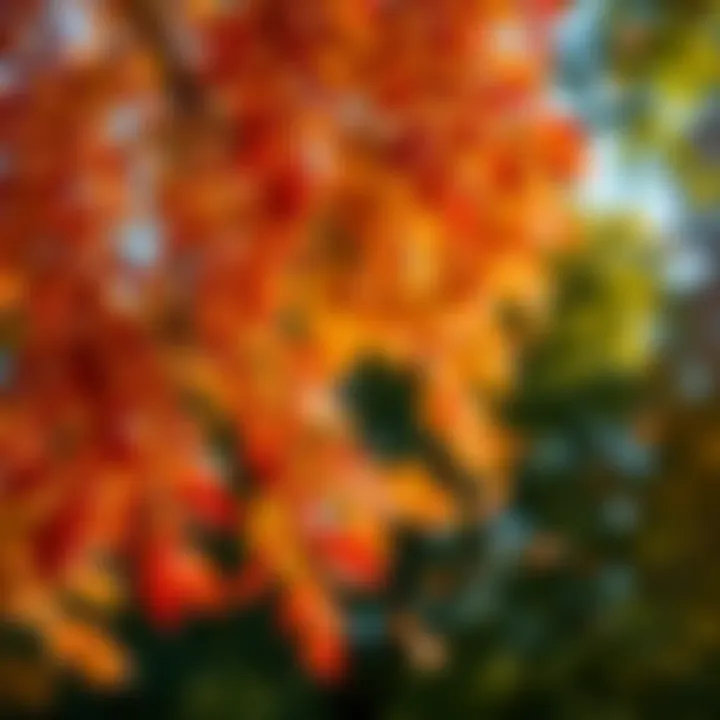 Colorful leaves falling from trees as summer transitions to fall