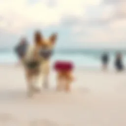 Dog grabs phone on beach A playful dog runs off with a smartphone on a sandy beach in Vietnam, leaving a shocked family behind.