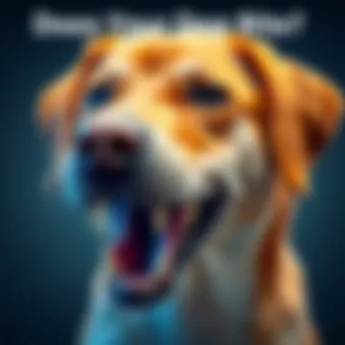 Dog showing teeth A dog with its mouth open, displaying its teeth, indicating potential aggression or warning