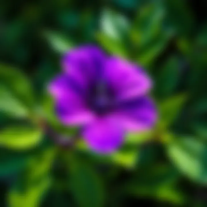 A vibrant purple flower surrounded by bright green leaves, symbolizing joy and creativity.
