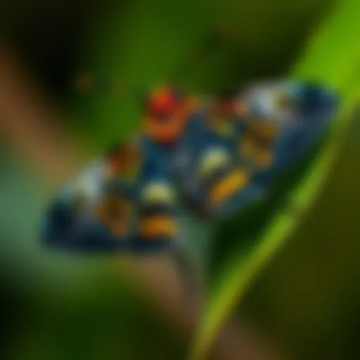 A close-up of a unique moth perched on a green leaf in Northern England, showcasing its distinctive colors and patterns.
