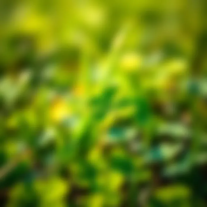 A lush green shamrock growing in a sunny field, symbolizing Irish culture and tradition.